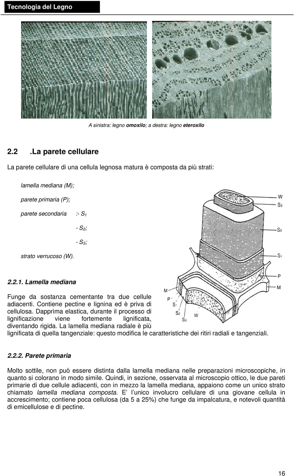 (W). 2.2.1. Lamella mediana Funge da sostanza cementante tra due cellule adiacenti. Contiene pectine e lignina ed è priva di cellulosa.