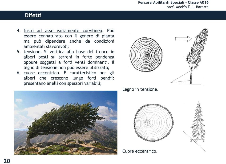 Si verifica alla base del tronco in alberi posti su terreni in forte pendenza oppure soggetti a forti venti dominanti.