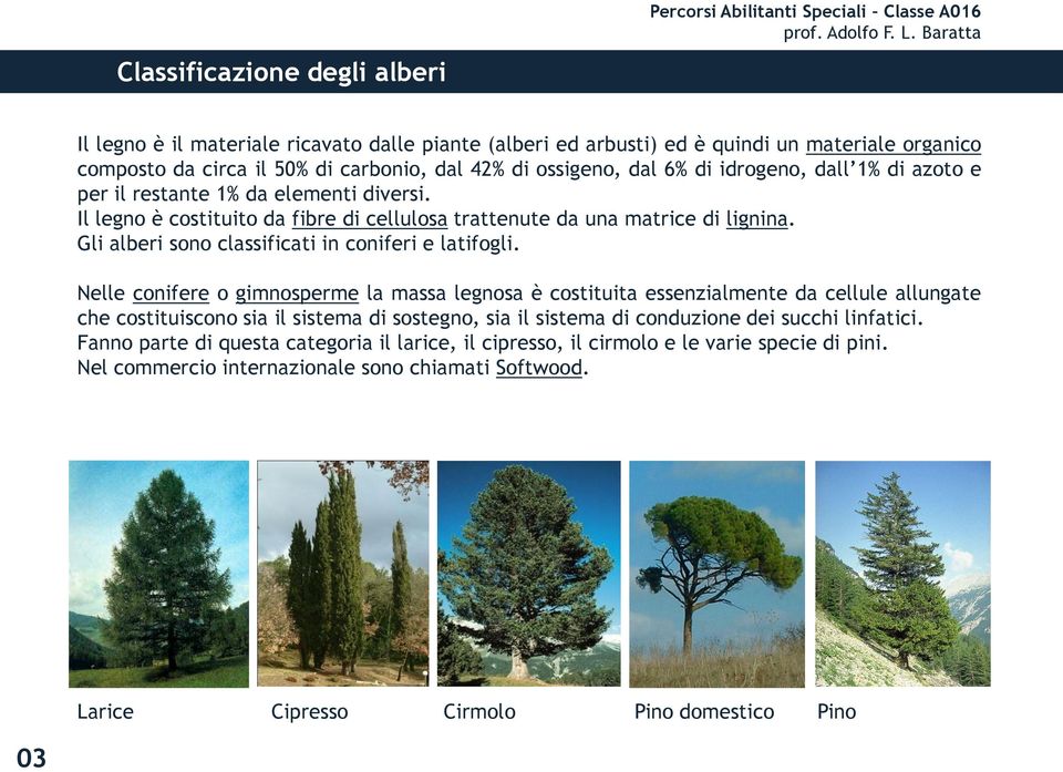 Gli alberi sono classificati in coniferi e latifogli.
