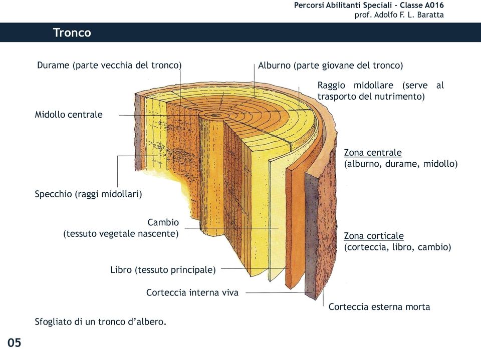 (raggi midollari) Cambio (tessuto vegetale nascente) Zona corticale (corteccia, libro, cambio)