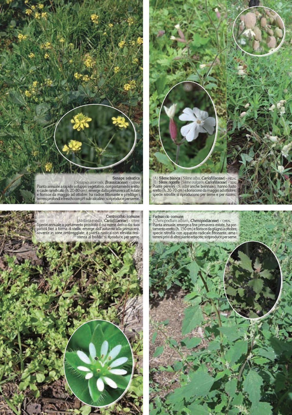 (A) Silene bianca (Silene alba, Cariofillaceae) - melal (B) Silene rigonfia (Silene vulgaris, Cariofillaceae) - silvu Piante perenni (S. alba anche biennale), hanno fusto eretto (h.