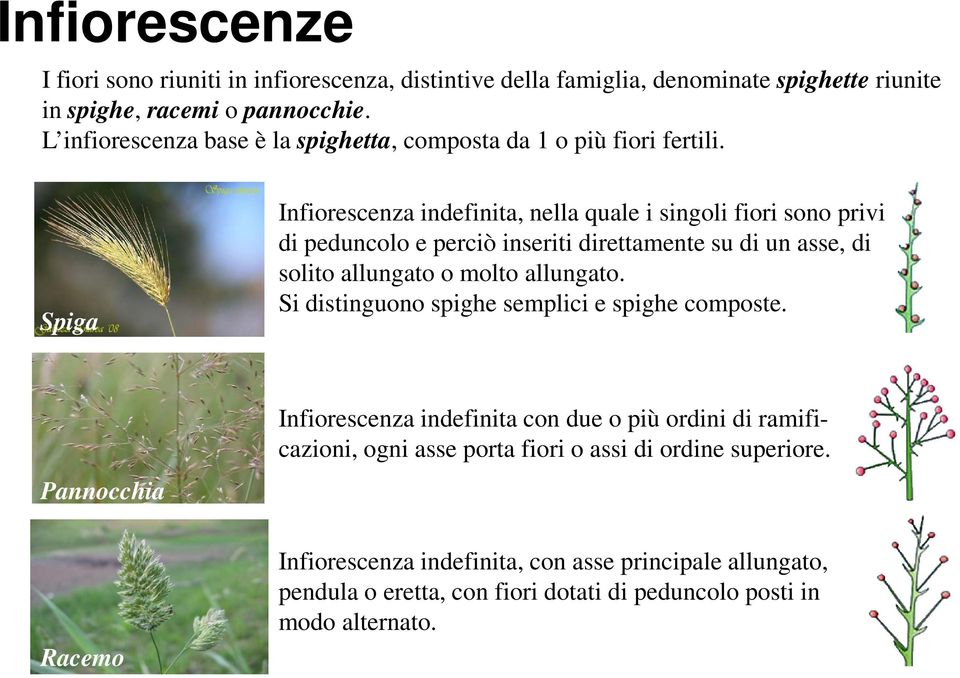 Spiga Infiorescenza indefinita, nella quale i singoli fiori sono privi di peduncolo e perciò inseriti direttamente su di un asse, di solito allungato o molto allungato.