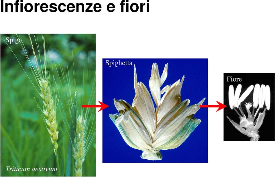 Spighetta Fiore