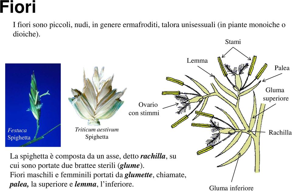 La spighetta è composta da un asse, detto rachilla, su cui sono portate due brattee sterili (glume).