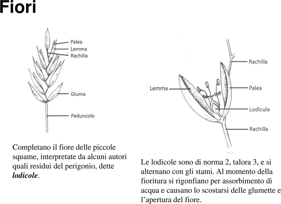 Le lodicole sono di norma 2, talora 3, e si alternano con gli stami.