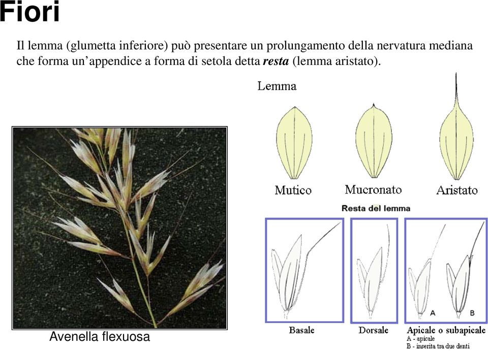 mediana che forma un appendice a forma di