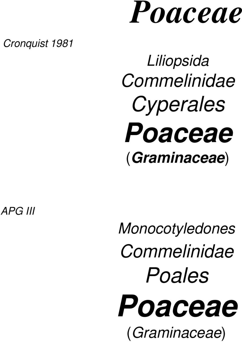 (Graminaceae) APG III