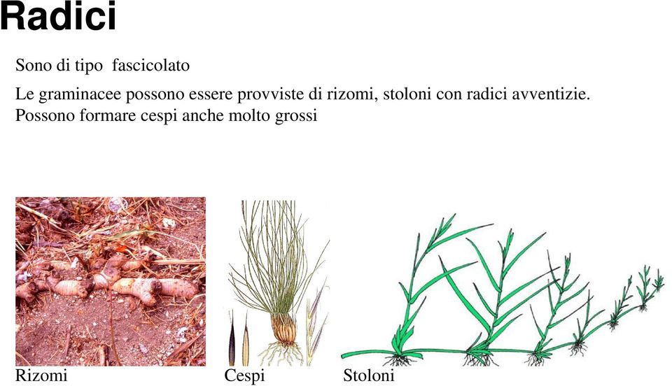 rizomi, stoloni con radici avventizie.