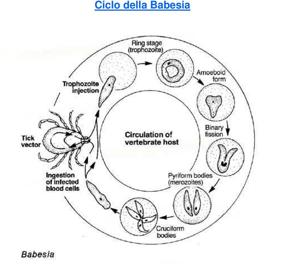 Babesia