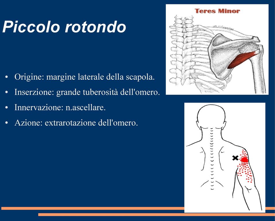 Inserzione: grande tuberosità