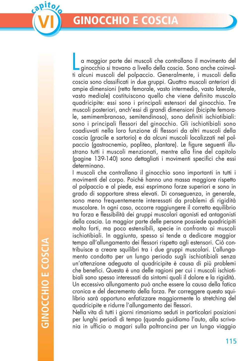 Quattro muscoli anteriori di ampie dimensioni (retto femorale, vasto intermedio, vasto laterale, vasto mediale) costituiscono quello che viene definito muscolo quadricipite: essi sono i principali