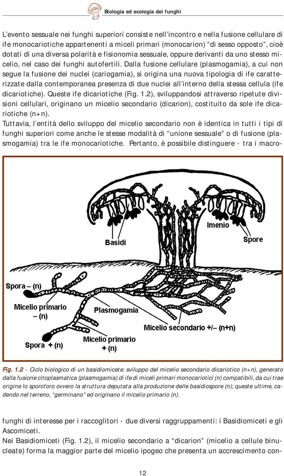 Dalla fusione cellulare (plasmogamia), a cui non segue la fusione dei nuclei (cariogamia), si origina una nuova tipologia di ife caratterizzate dalla contemporanea presenza di due nuclei all interno