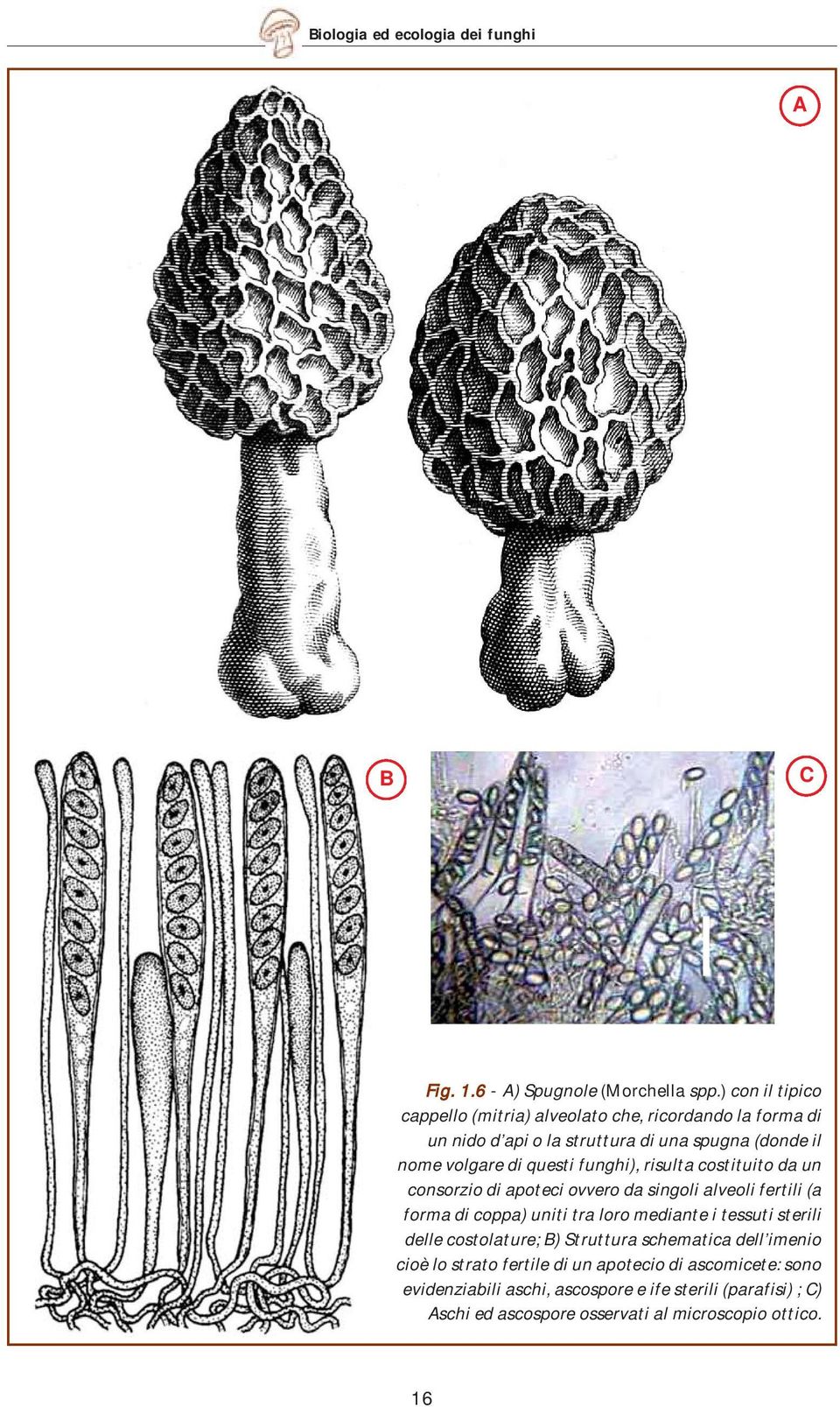 funghi), risulta costituito da un consorzio di apoteci ovvero da singoli alveoli fertili (a forma di coppa) uniti tra loro mediante i tessuti sterili