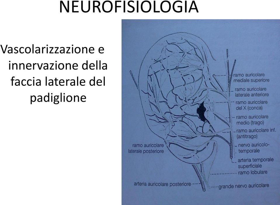 faccia laterale del