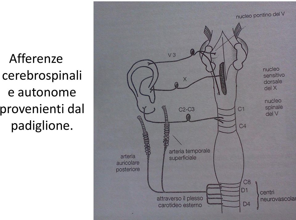 e autonome