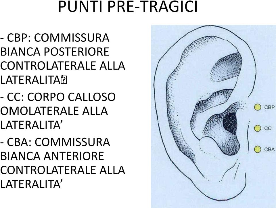 CORPO CALLOSO OMOLATERALE ALLA LATERALITA - CBA: