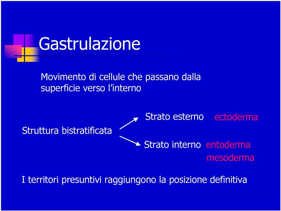 Strato esterno ectoderma Strato interno entoderma