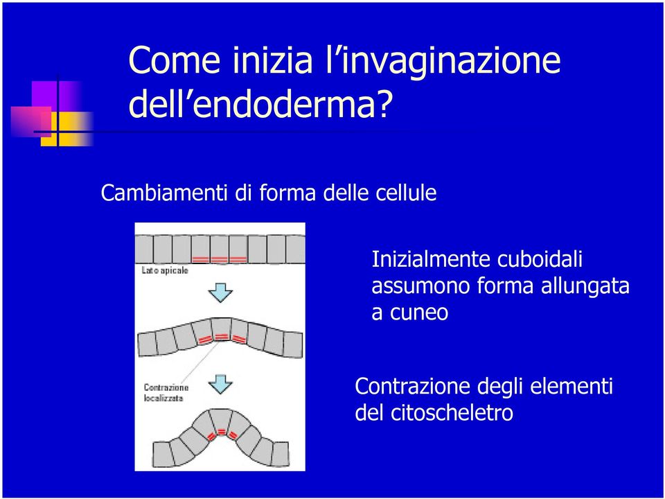 Inizialmente cuboidali assumono forma