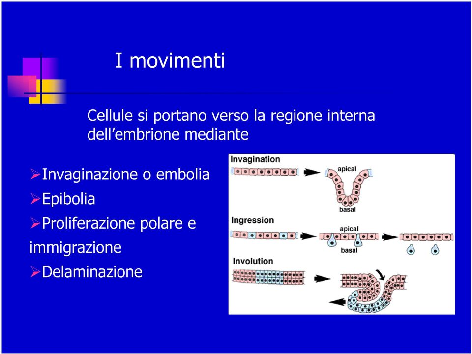 Invaginazione o embolia Epibolia