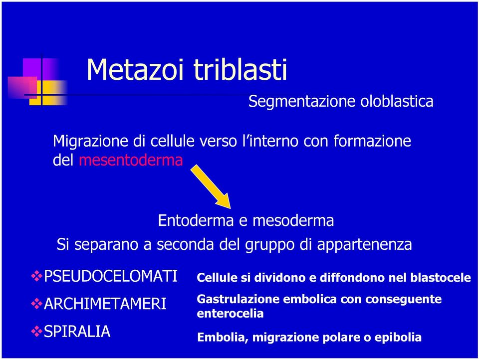 appartenenza PSEUDOCELOMATI ARCHIMETAMERI SPIRALIA Cellule si dividono e diffondono nel