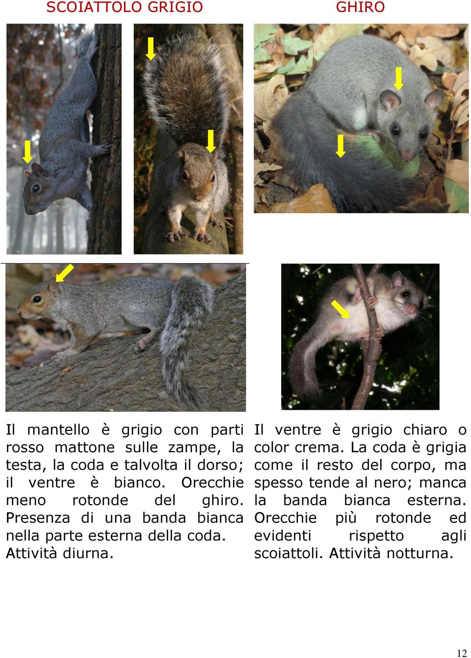 Presenza di una banda bianca nella parte esterna della coda. Attività diurna. Il ventre è grigio chiaro o color crema.