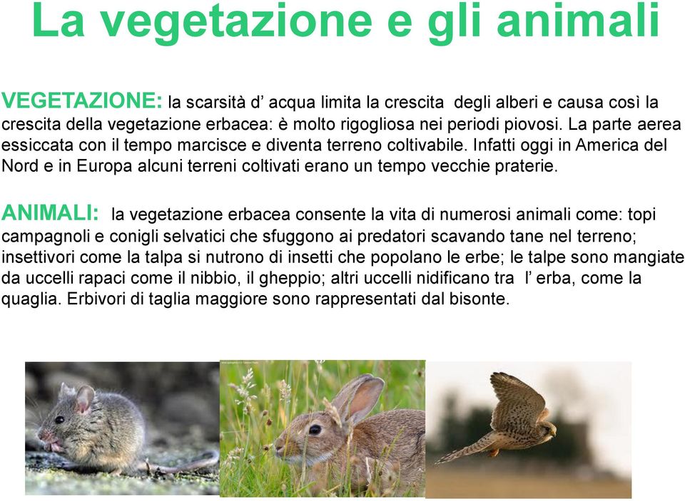 ANIMALI: la vegetazione erbacea consente la vita di numerosi animali come: topi campagnoli e conigli selvatici che sfuggono ai predatori scavando tane nel terreno; insettivori come la talpa si