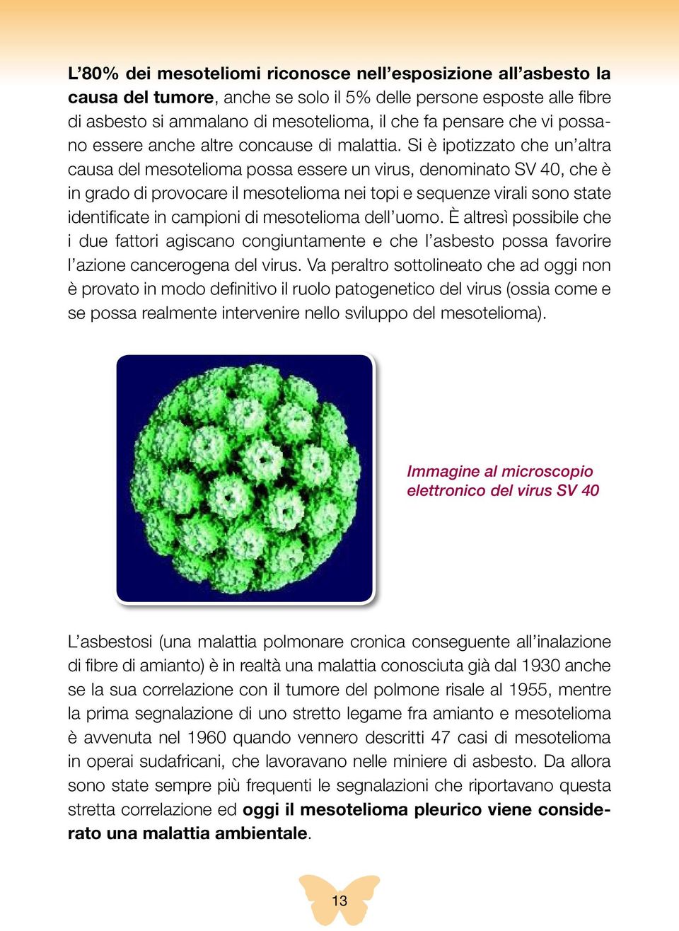 Si è ipotizzato che un altra causa del mesotelioma possa essere un virus, denominato SV 40, che è in grado di provocare il mesotelioma nei topi e sequenze virali sono state identificate in campioni