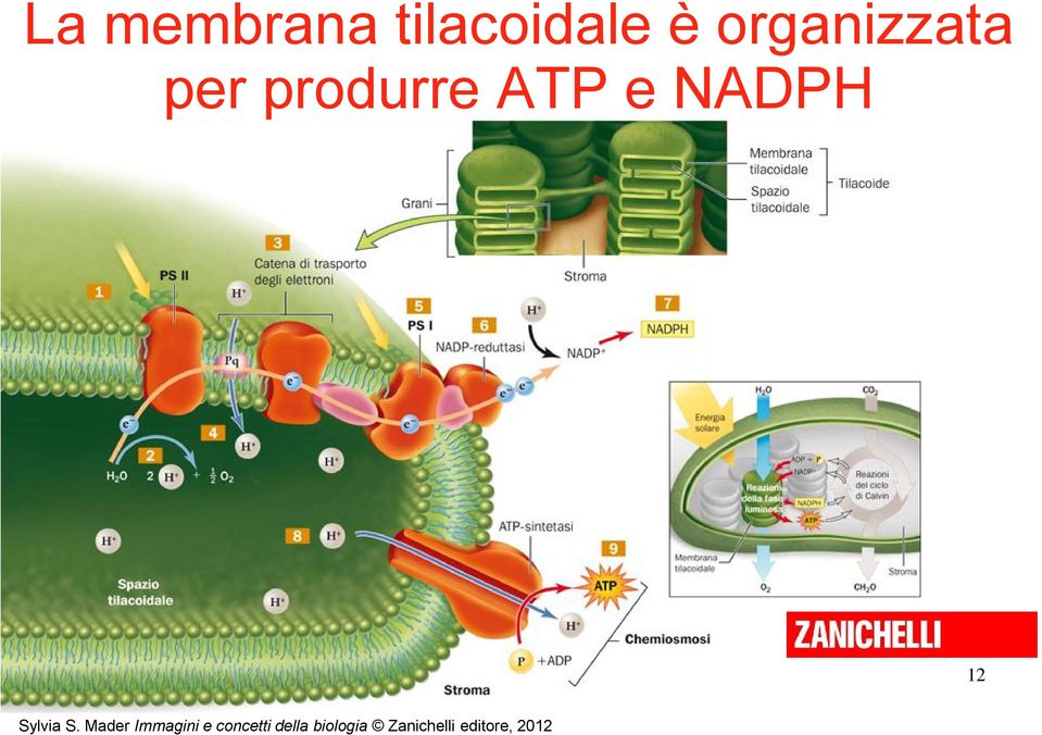 organizzata per