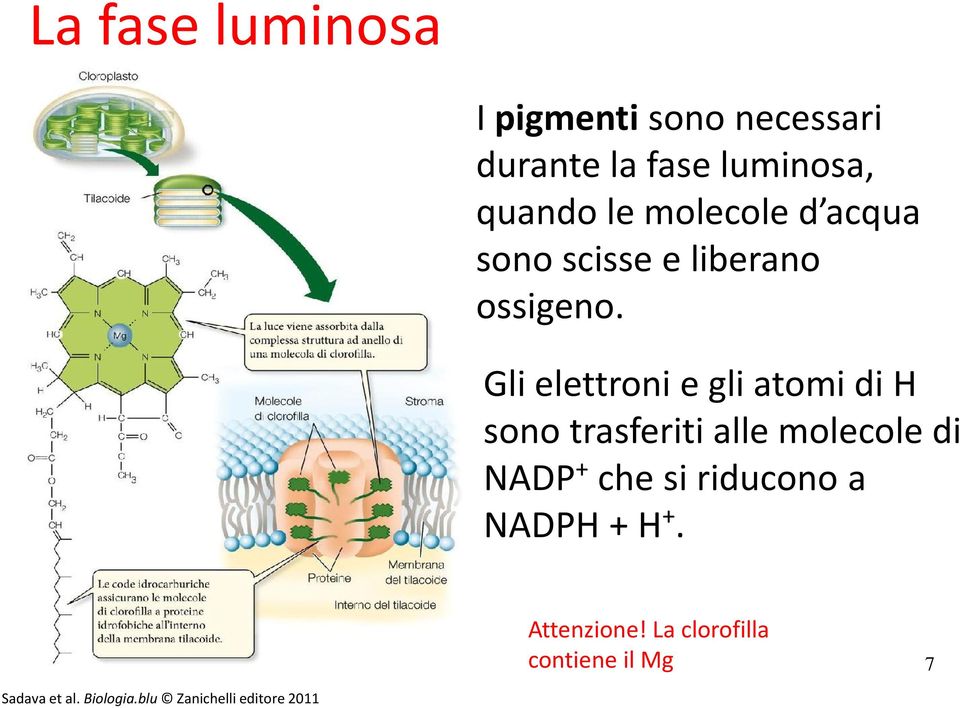 Gli elettroni e gli atomi di H sono trasferiti alle molecole di NADP + che si