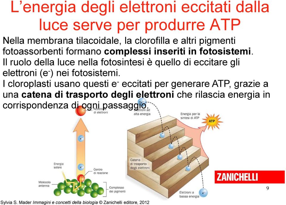 Il ruolo della luce nella fotosintesi è quello di eccitare gli elettroni (e - ) nei fotosistemi.