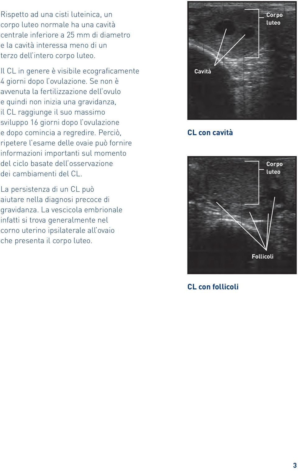 Se non è avvenuta la fertilizzazione dell ovulo e quindi non inizia una gravidanza, il CL raggiunge il suo massimo sviluppo 16 giorni dopo l ovulazione e dopo comincia a regredire.