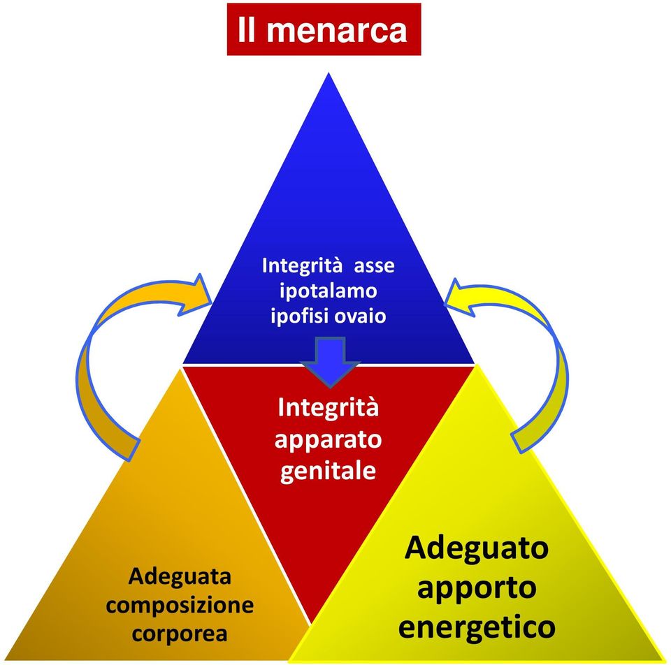 apparato genitale Adeguata