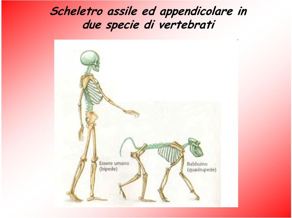 appendicolare