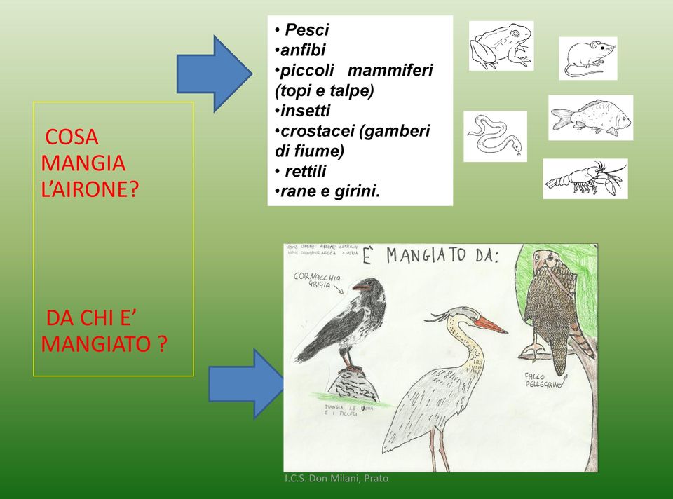 e talpe) insetti crostacei (gamberi