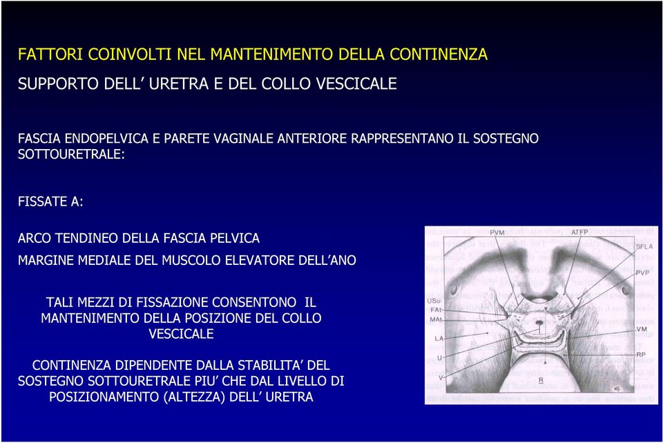 MEDIALE DEL MUSCOLO ELEVATORE DELL ANO TALI MEZZI DI FISSAZIONE CONSENTONO IL MANTENIMENTO DELLA POSIZIONE DEL COLLO