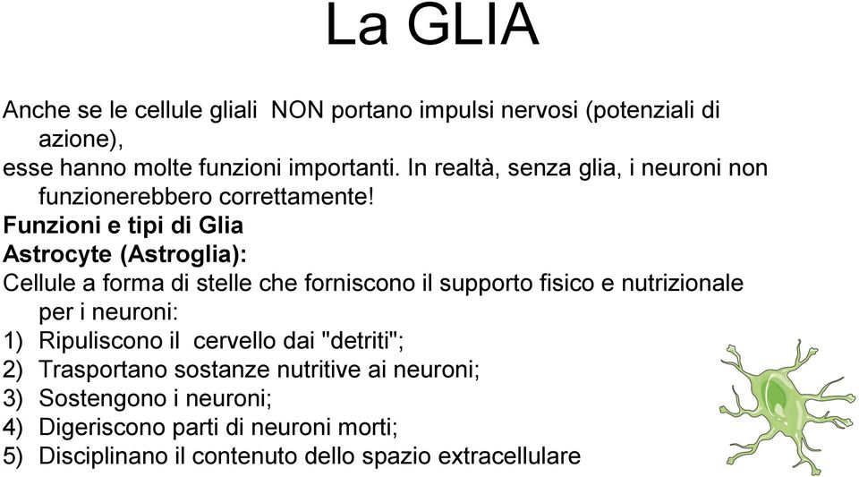 Funzioni e tipi di Glia Astrocyte (Astroglia): Cellule a forma di stelle che forniscono il supporto fisico e nutrizionale per i