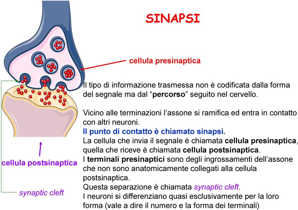 La cellula che invia il segnale è chiamata cellula presinaptica, quella che riceve è chiamata cellula postsinaptica.