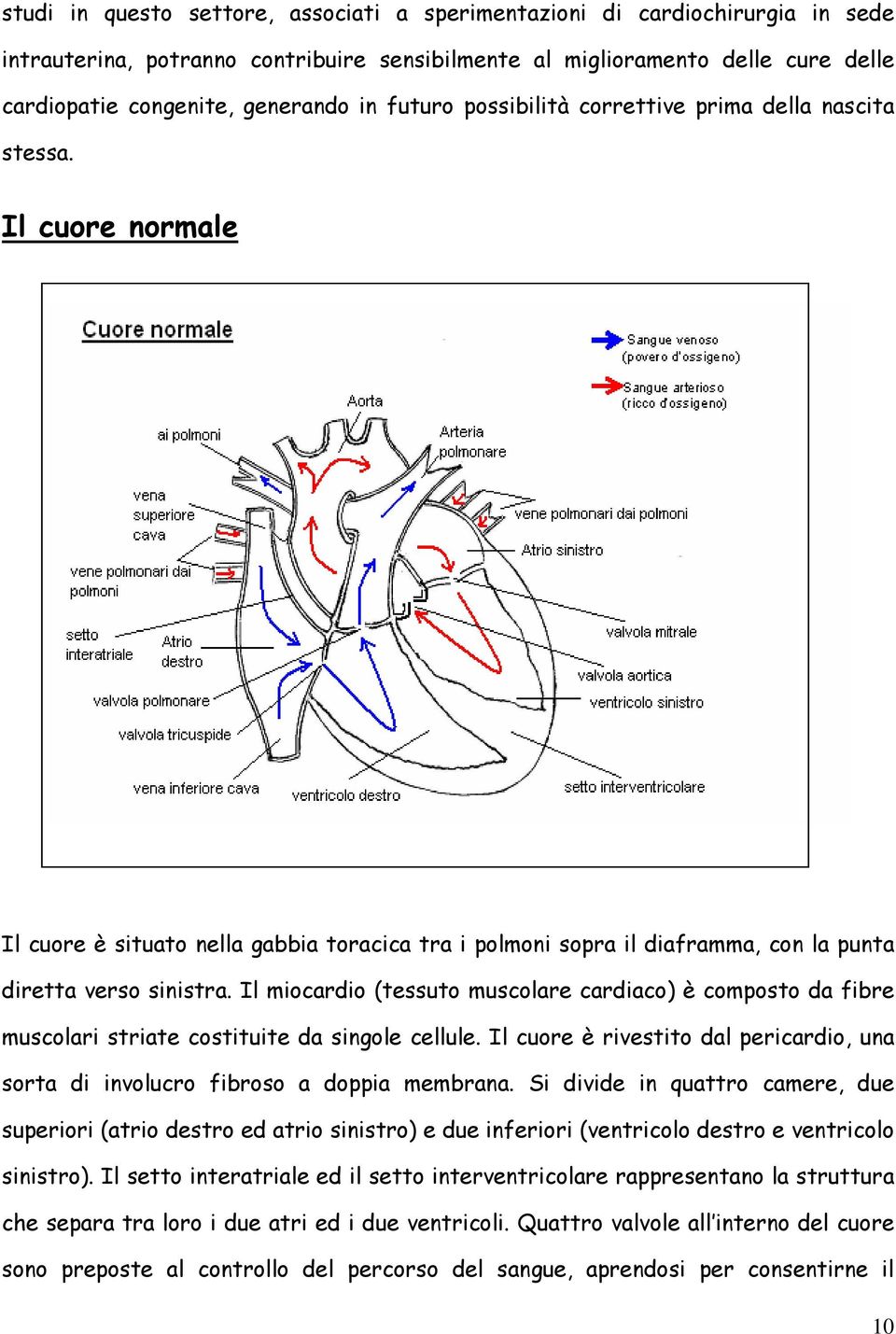 Il miocardio (tessuto muscolare cardiaco) è composto da fibre muscolari striate costituite da singole cellule. Il cuore è rivestito dal pericardio, una sorta di involucro fibroso a doppia membrana.