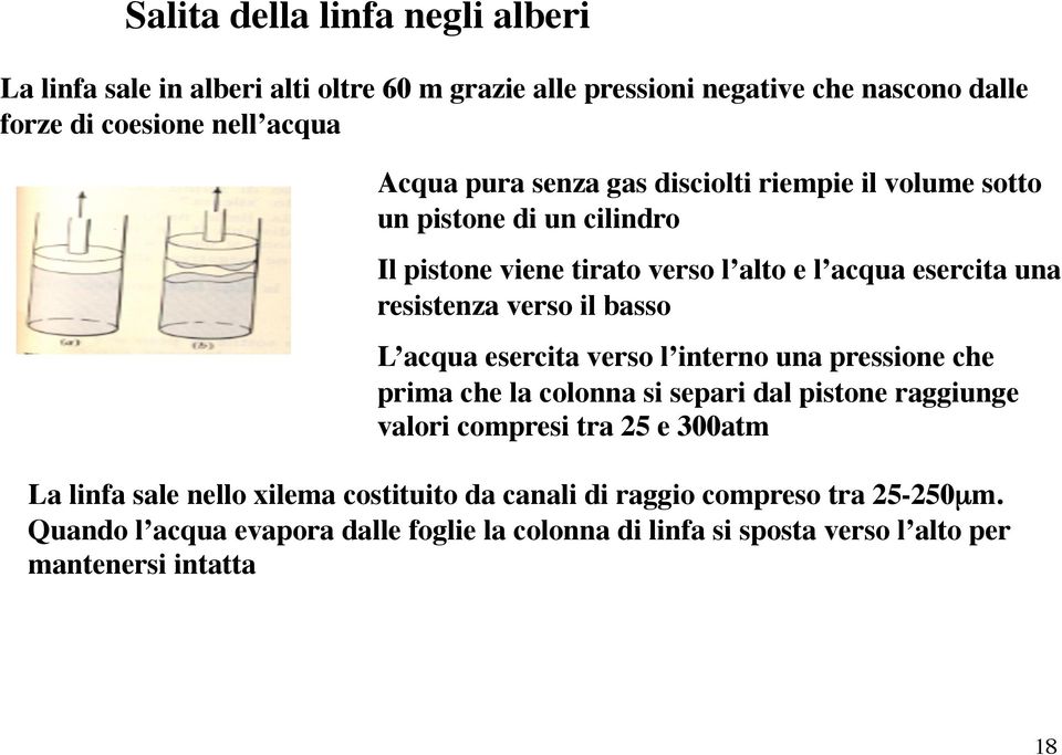 basso L acqua esercita verso l interno una pressione che prima che la colonna si separi dal pistone raggiunge valori compresi tra 25 e 300atm La linfa sale