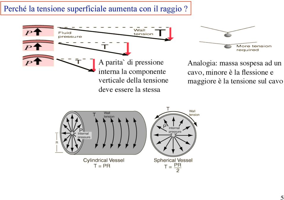 della tensione deve essere la stessa Analogia: massa