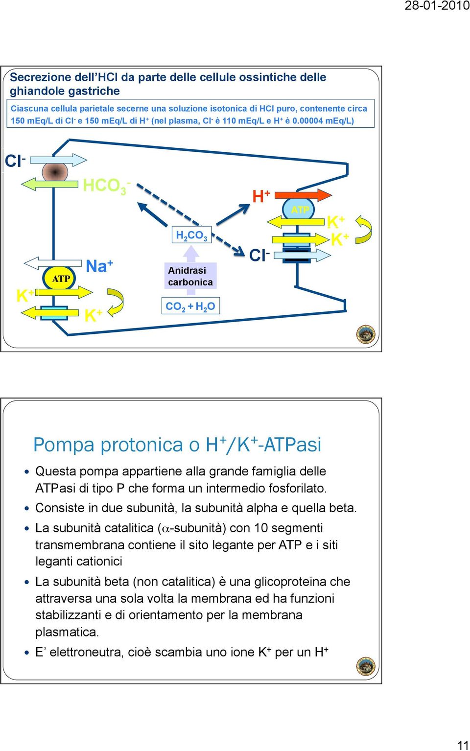 00004 meq/l) Cl - K + ATP HCO 3 - a + K + H 2 CO 3 Anidrasi carbonica CO 2 + H 2 O H + Cl - ATP K + K + Pompa protonica o H + /K + -ATPasi Questa pompa appartiene alla grande famiglia delle ATPasi di