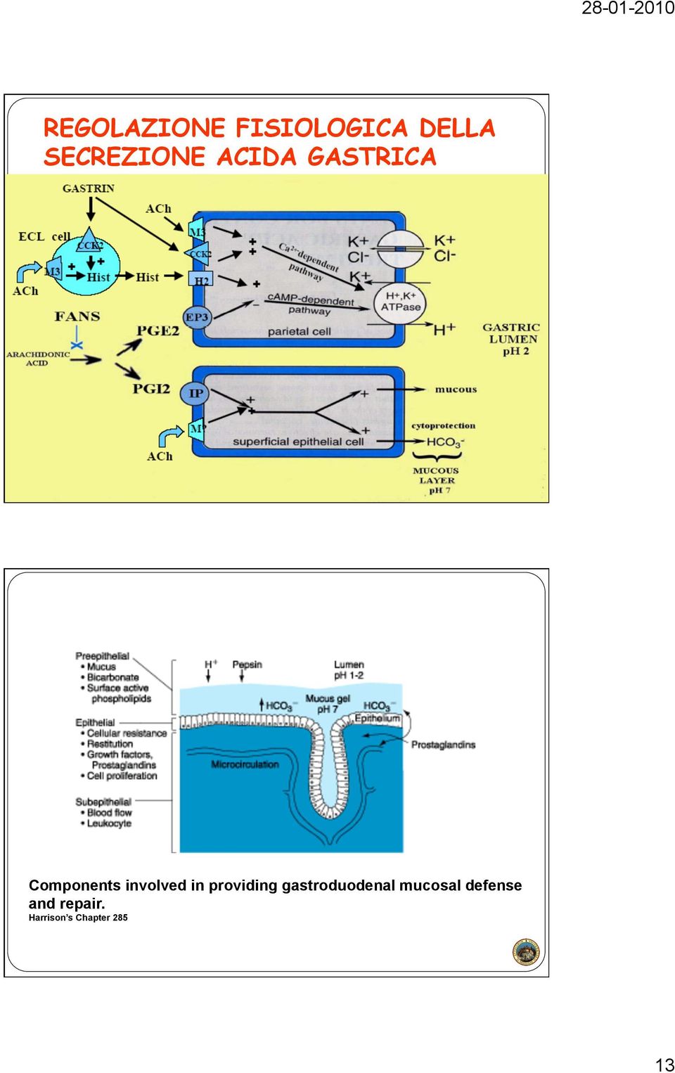 providing gastroduodenal mucosal