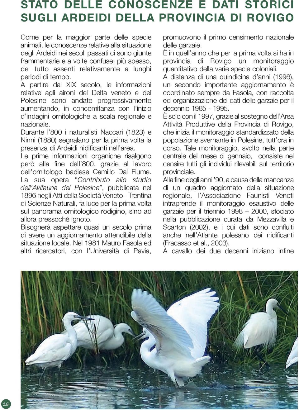 A partire dal XIX secolo, le informazioni relative agli aironi del Delta veneto e del Polesine sono andate progressivamente aumentando, in concomitanza con l inizio d indagini ornitologiche a scala