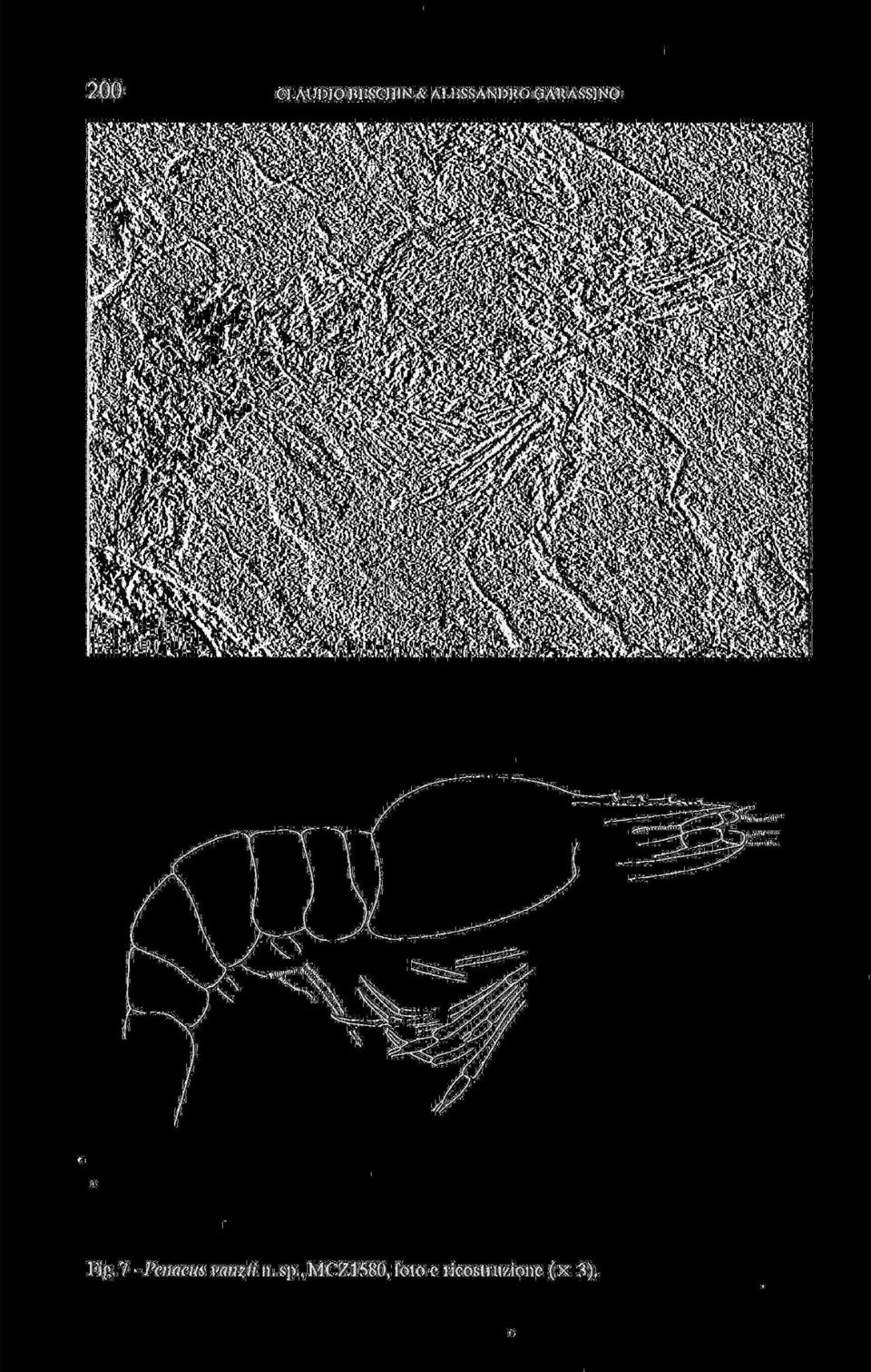 Fig. 7 - Penaeus vanzii n. sp.