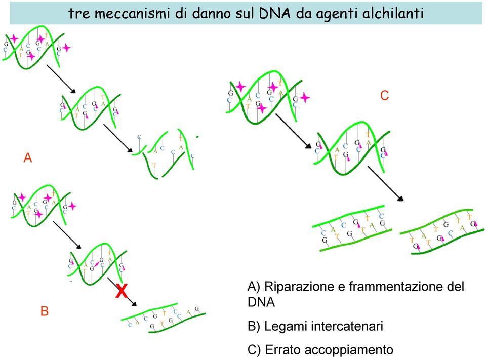 Riparazione e frammentazione del DNA