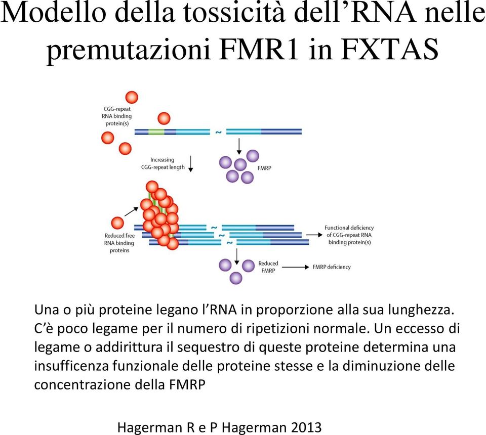 Un eccesso di legame o addirittura il sequestro di queste proteine determina una insufficenza