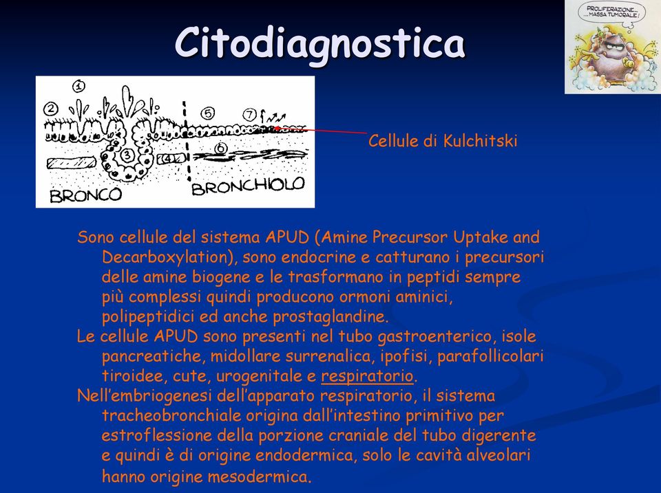 Le cellule APUD sono presenti nel tubo gastroenterico, isole pancreatiche, midollare surrenalica, ipofisi, parafollicolari tiroidee, cute, urogenitale e respiratorio.