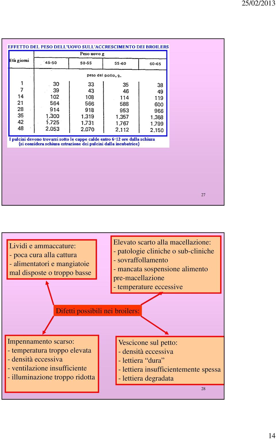 eccessive Difetti possibili nei broilers: Impennamento scarso: - temperatura troppo elevata - densità eccessiva - ventilazione