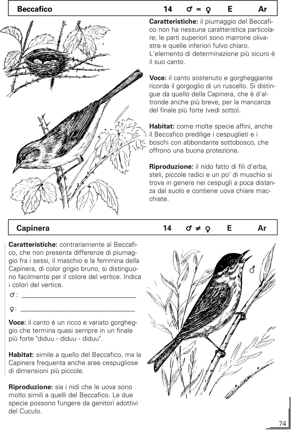 Si distingue da quello della Capinera, che è d'altronde anche più breve, per la mancanza del finale più forte (vedi sotto).