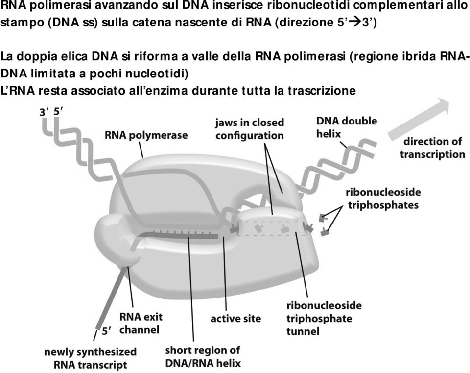 DNA si riforma a valle della RNA polimerasi (regione ibrida RNA- DNA limitata